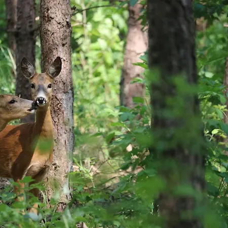 호텔 Hotel-pension- Waldeck 2*