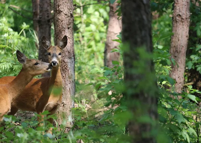 호텔 Hotel-pension- Waldeck 2*